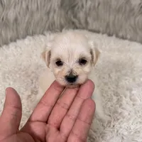 Buddy, a male Maltipoo for sale in Donna, TX – 4 of 8