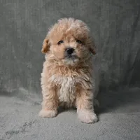 Shadow, a male Maltipoo for sale in Donna, TX – 9 of 10