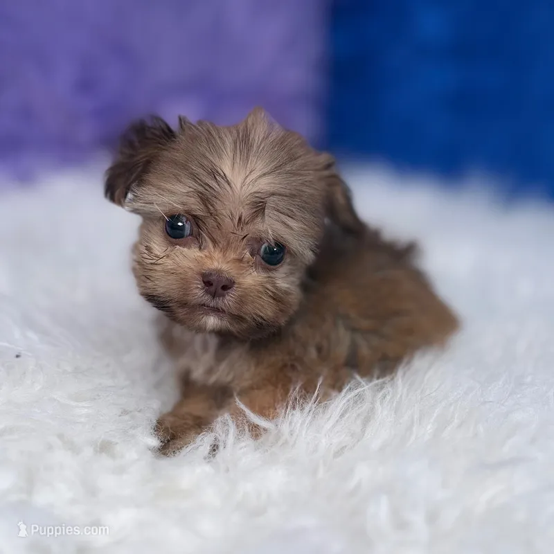 Baxter – Shihpoo puppy for sale in Donna, TX