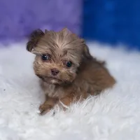Baxter, a male Shihpoo for sale in Donna, TX – 1 of 9