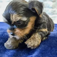 3939, a male Yorkshire Terrier for sale in Donna, TX – 5 of 10
