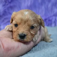 Rusty, a male Cavapoo for sale in Donna, TX – 1 of 10