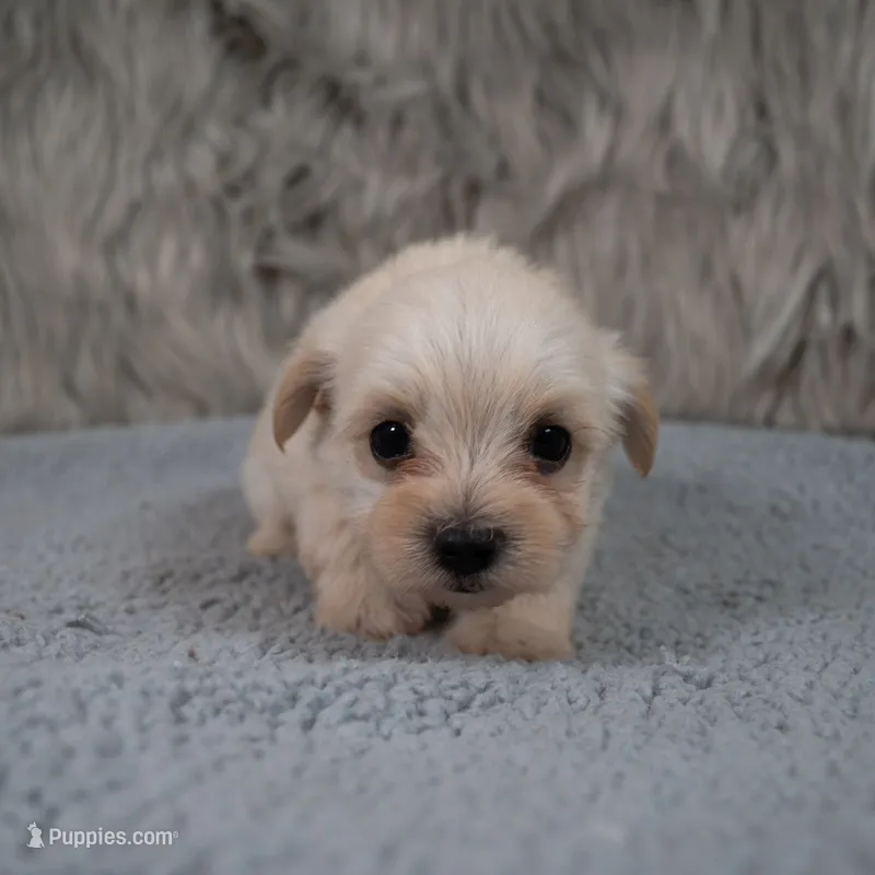 Luna – Maltipoo puppy for sale in Donna, TX