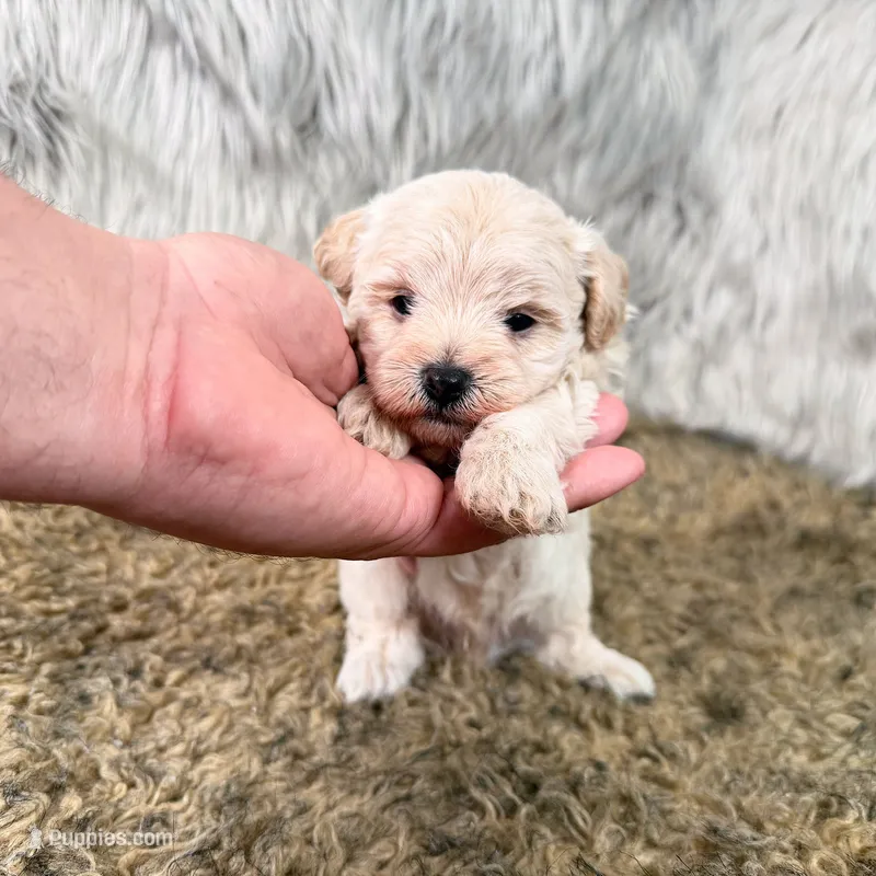 Mike  – Maltipoo puppy for sale in Donna, TX