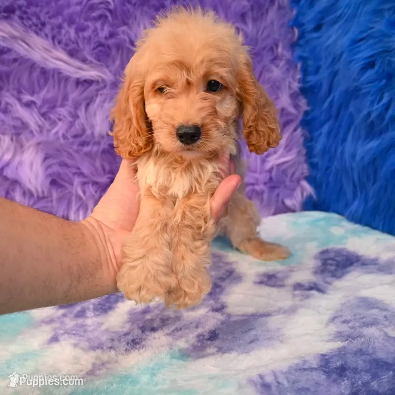 Duke - 7 day return policy – Cockapoo puppy for sale in Donna, TX
