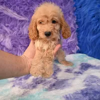 Duke , a male Cockapoo for sale in Donna, TX – 4 of 10