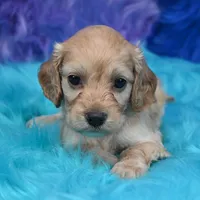Annie , a female Cockapoo for sale in Donna, TX – 3 of 7