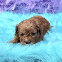 Henry , a male Cavapoo for sale in Donna, TX – 4 of 7