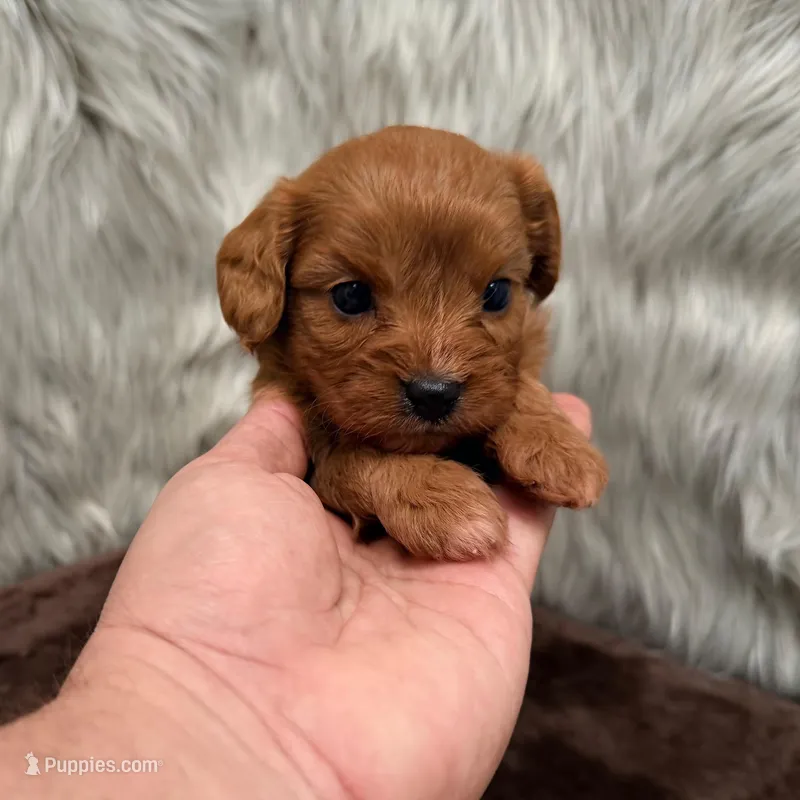 Beau – Cavapoo puppy for sale in Donna, TX