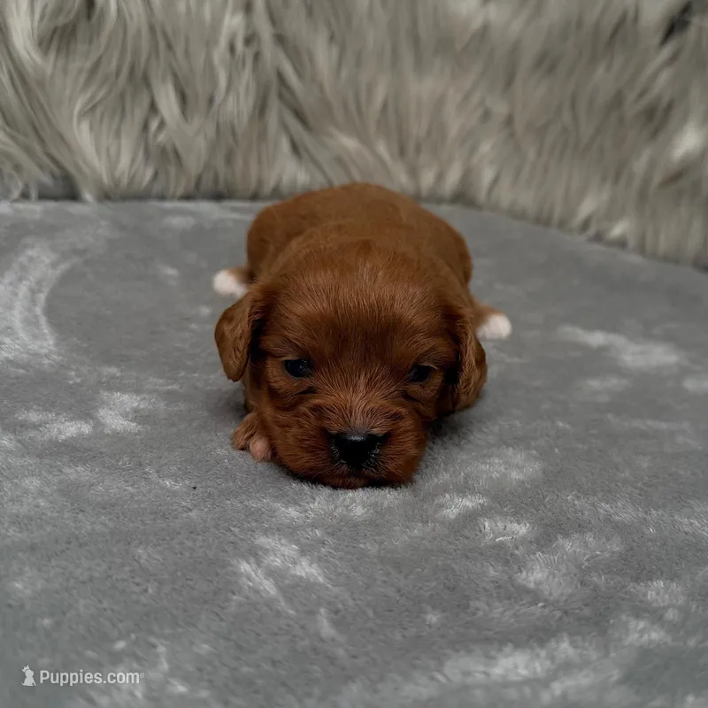Beau – Cavapoo puppy for sale in Donna, TX