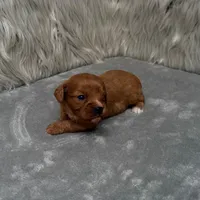 Beau, a male Cavapoo for sale in Donna, TX – Photo 7 of 9