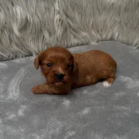 Beau, a male Cavapoo for sale in Donna, TX – Photo 5 of 9