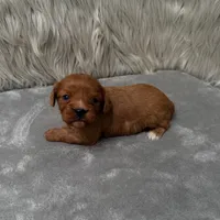 Beau, a male Cavapoo for sale in Donna, TX – Photo 3 of 9