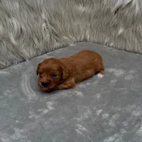 Beau, a male Cavapoo for sale in Donna, TX – Photo 9 of 9