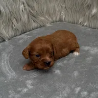 Beau, a male Cavapoo for sale in Donna, TX – Photo 8 of 9