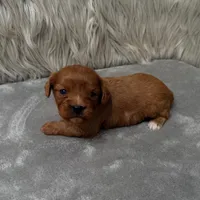 Beau, a male Cavapoo for sale in Donna, TX – Photo 4 of 9