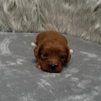 Beau, a male Cavapoo for sale in Donna, TX – Photo 2 of 9