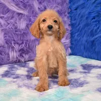 Dexter , a male Cockapoo for sale in Donna, TX – 8 of 10