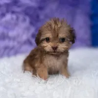 Sergio, a male Shihpoo for sale in Donna, TX – 2 of 9