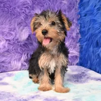 Cooper, a male Yorkshire Terrier for sale in Donna, TX – 6 of 10