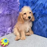 Thor  - 7 day return policy, a male Cockapoo for sale in Donna, TX – 6 of 10