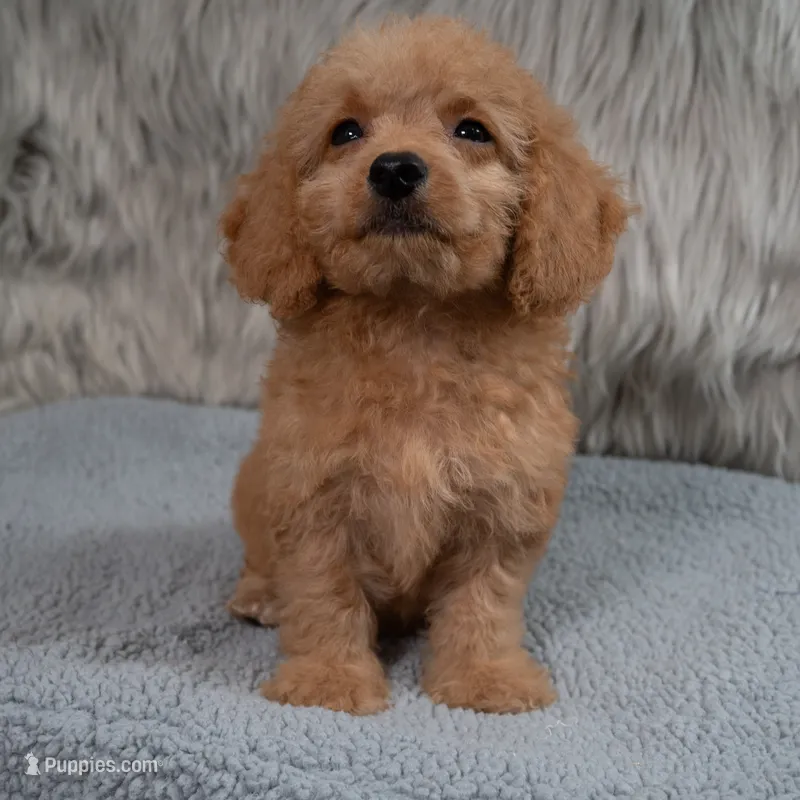 Ranger  Micro-Mini – Miniature Goldendoodle puppy for sale in Donna, TX