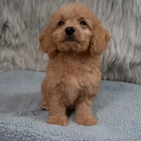 Ranger  Micro-Mini, a male Miniature Goldendoodle for sale in Donna, TX – 1 of 7