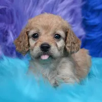 Perla , a female Cockapoo for sale in Donna, TX – 5 of 8