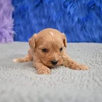Bentley - 7 day return guarantees, a male Cavapoo for sale in Donna, TX – 6 of 10