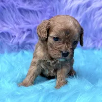 Bandit , a male Cavapoo for sale in Donna, TX – 7 of 8