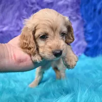 Duke , a male Cockapoo for sale in Donna, TX – 5 of 6