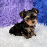 Angel - 7 day return guarantees, a female Yorkshire Terrier for sale in Donna, TX – 4 of 10