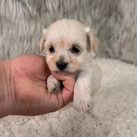 Chloe, a female Maltipoo for sale in Donna, TX – 5 of 5