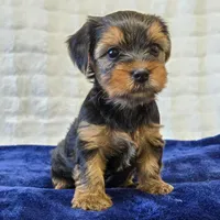John , a male Yorkshire Terrier for sale in Donna, TX – 8 of 10
