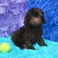 Buddy , a male Poodle - Miniature  for sale in Donna, TX – 4 of 6