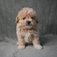 Shadow, a male Maltipoo for sale in Donna, TX – 6 of 10