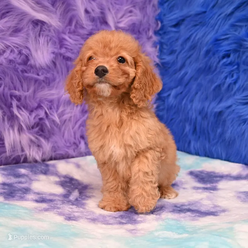 Minnie  – Cockapoo puppy for sale in Donna, TX
