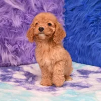 Minnie , a female Cockapoo for sale in Donna, TX – 1 of 10