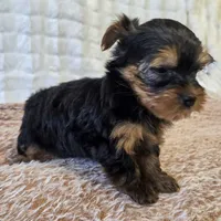 Maggie , a female Yorkshire Terrier for sale in Donna, TX – 6 of 10