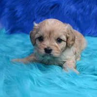 Bruno , a male Cavapoo for sale in Donna, TX – 6 of 7