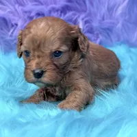 Bandit , a male Cavapoo for sale in Donna, TX – 6 of 8