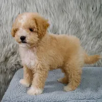 Leo  Micro-Mini, a male Miniature Goldendoodle for sale in Donna, TX – 10 of 10