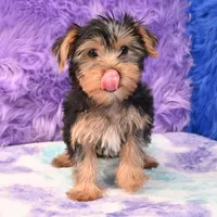 Cooper, a male Yorkshire Terrier for sale in Donna, TX – 10 of 10