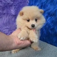 Remy, a male Pomeranian for sale in Donna, TX – 9 of 10