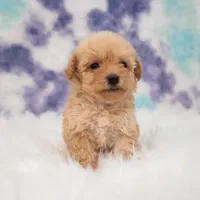 Harley , a male Maltipoo for sale in Donna, TX – 4 of 5