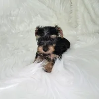 Rex, a male Yorkshire Terrier for sale in Donna, TX – Photo 4 of 5