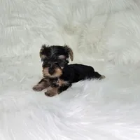 Rex, a male Yorkshire Terrier for sale in Donna, TX – Photo 1 of 5