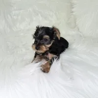 Rex, a male Yorkshire Terrier for sale in Donna, TX – Photo 5 of 5