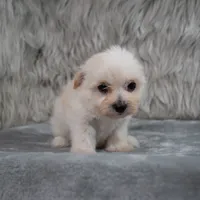 Raul , a male Maltipoo for sale in Donna, TX – 2 of 8