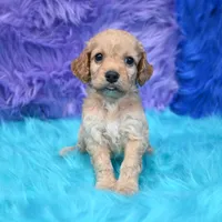 Thor , a male Cockapoo for sale in Donna, TX – 6 of 8